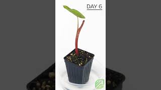 Timelapse How long do Colocasias take to grow new leaves [upl. by Ecineg175]