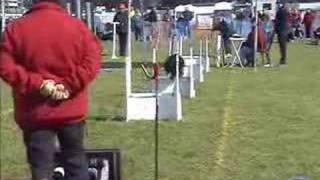 Flyball  whats it all about [upl. by Alyworth]