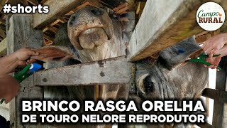 BRINCO RASGA ORELHA DE TOURO NELORE REPRODUTOR shorts [upl. by Wyne]