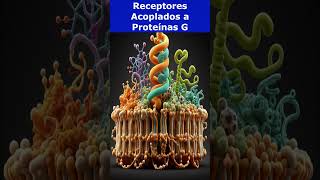 🧬Receptores Acoplados a Proteínas G🧬 [upl. by Iramaj]