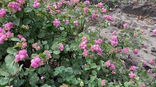 Proud Berry Coral Berry  Garden Crossings [upl. by Sackey162]