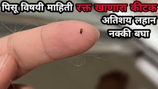 pisu vishay mahiti  pisu chi mahiti  pisu kitak chi mahiti  pisu kitak  पिसू कीटक  pisu insect [upl. by Nyret842]