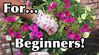 How To Keep Your Petunias Full And Flowering  Pruning Petunias For Beginners [upl. by Gaidano503]