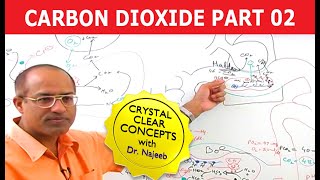 Carbon Dioxide Transport  Respiration amp Gas Exchange  Part 26 [upl. by Adile37]