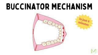 Buccinator mechanism  In 4 minutes  Orthodontics  Medinare [upl. by Litt]