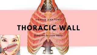 Human Anatomy  Thoracic wall [upl. by Sailesh]