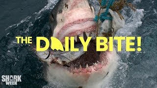 What are the Ampullae of Lorenzini  Countdown to Shark Week The Daily Bite [upl. by Loseff885]