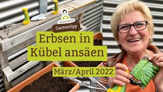 Erbsen in Kübel ansäen So stützen sie sich später gegenseitig  März  April [upl. by Adikam36]