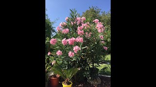 laurier rose nerium oleander plantation [upl. by Card]