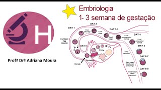 Embriologia geral [upl. by Mosa]