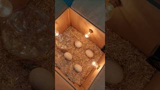 New Egg Incubator incubator viral trending hatching [upl. by Polard]