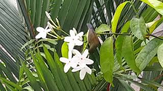 Olivebacked Sunbird at Rifle Range Nature Park Singapore [upl. by Centeno]