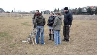 Czechoslovakian wolfdog Daafy II Od Úhoště Test of character [upl. by Ailahs]