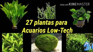 27 plantas para Acuarios low tech o acuarios de bajos requerimientos de agua dulce [upl. by Akimihs326]