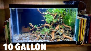 Aquascaping A 10 Gallon Budget Planted Tank [upl. by Dnaloy]