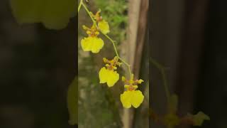 Oncidium bifoliumstampswithsara XtremePhilately philately SriLanka orchids oncidium [upl. by Sherj]