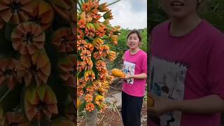 This Papaya Tree is so Amazing 😱🤔💯shorts youtubeshorts ytshorts shortsvideo [upl. by Ardnasac]