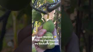 Excited to Harvest Cherimoya fruit gardening cherimoya backyardgardening [upl. by Cuyler]