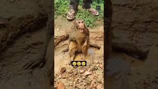 Injured and struggling Rhesus macaque ytshorts shorts shortsindia wildlife monkey viralvideo [upl. by Ecilef]