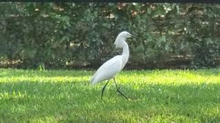 What type of Egret is this [upl. by Florine]