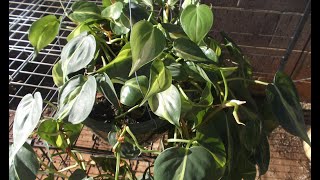 Philodendron Plant Rescue How to trim amp repot 🌼 [upl. by Fanestil678]