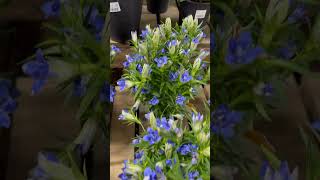 Gentiana scabra plants 🪴 [upl. by Elroy924]