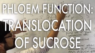 Translocation of sucrose [upl. by Adnilim]