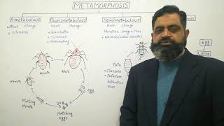 Types of Metamorphosis English medium profmasoodfuzail Metamorphosis  Hemimetabolous [upl. by Alina862]