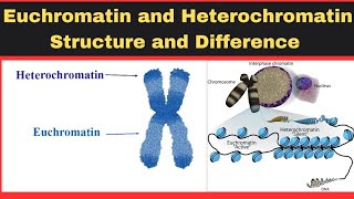 Euchromatin and Heterochromatin Structure and Difference in UrduHindiTypes of ChromatinStructure [upl. by Annahs]