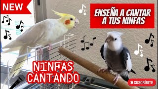 NINFAS CANTANDO 🎶birds ninfa aves nymph calopsita new newvideo birdsounds slowmotion [upl. by Ahsaeym]