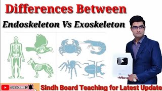 Difference Between Endoskeleton and Exoskeleton mdcat [upl. by Taveda]