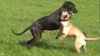 Bullmastiff gegen Deutsche Dogge  Bullmastiff vs Great Dane [upl. by Danais]