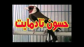 أجمل تغريد حسون تادمايت chardonneret tadmait 2018 [upl. by Ettelohcin]