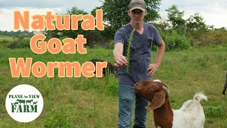 Have You Seen This Natural Goat Wormer And What I Use To Prevent Pink Eye In Cattle [upl. by Llemert]