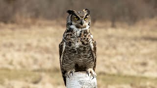 Great Horned Owl call  Sounds  Hooting  Vocals [upl. by Nediarb]