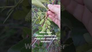 short alder evolution These cones of a White Alder tree are an example of convergent evolution [upl. by Linders]