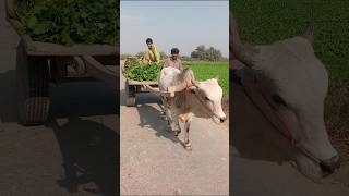 punjabi punjabisong newsong music song villagelife [upl. by Bander648]