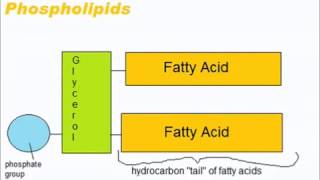 Lipids  A Level AS Biology Revision [upl. by Asseram]