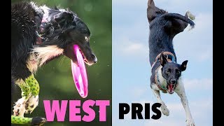 Ania amp PRIS amp WEST  Freestyle Latające Psy 2018 UpDogPL [upl. by Azirb]