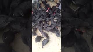 AUSTERLORP CHICKS GOOD HEALTHY LUCATAION KARACHI australorps shorts viral [upl. by Eceinart]