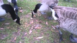 Hand feeding Canada geese at Leeds Castle [upl. by Lemmueu639]