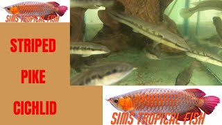 Sims Tropical Fish  Striped Pike Cichlid [upl. by Adnoma]