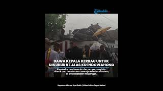 Tradisi Sesaji Mahesa Lawung Keraton Solo Bawa Kepala Kerbau untuk Dikubur ke Alas Krendowahono [upl. by Annanhoj]