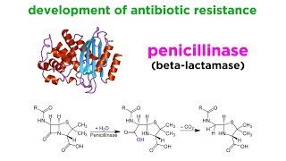 MethicillinResistant Staphylococcus aureus MRSA [upl. by Dinnie]