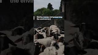 Sheep are replacing pesticides in Pompeii [upl. by Anitsyrc]