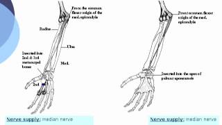 Flexor carpi radialis amp Palmaris longus  Ahmed Kamal [upl. by Repooc]