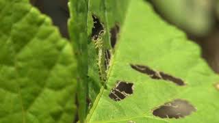 Mallow sawfly larvae feeding damage 2021 [upl. by Graeme]