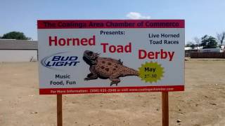 Coalinga Horned Toad Derby [upl. by Yeroc]