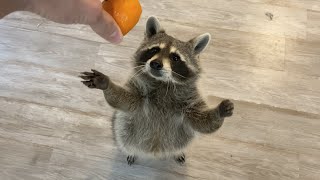 What Happens When you Give a Raccoon an Orange [upl. by Nivrae]