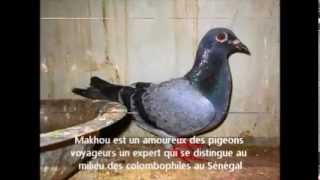 La colombophilie sénégalaise Association Colombophile Dakaroise pigeons voyageurs [upl. by Arykahs]